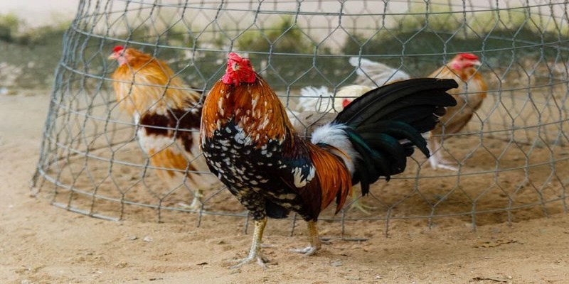 Chế độ dinh dưỡng - Bí quyết nuôi gà tre hiệu quả