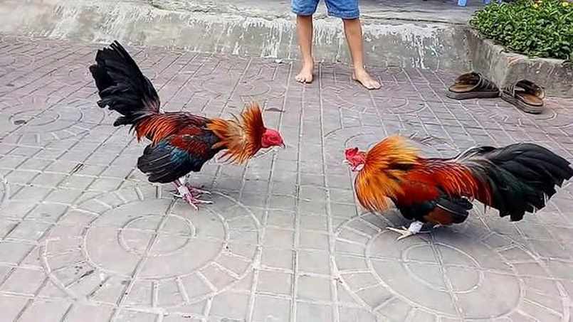 Đá gà cựa sắt hiệu quả