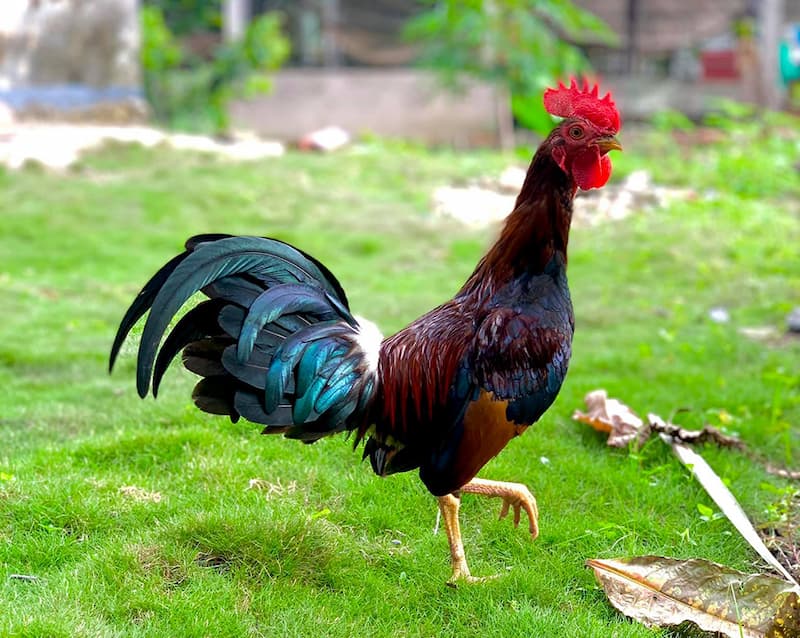 Asil Mỹ
