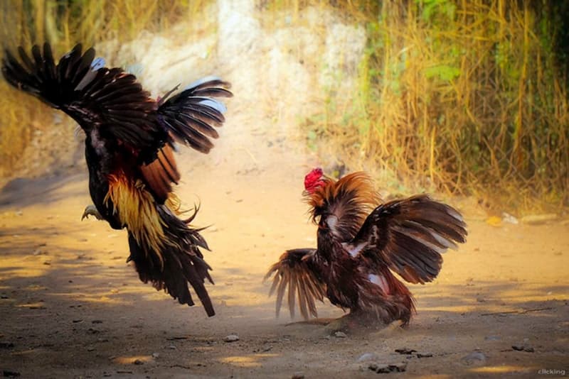 Quy định cá cược gà nòi