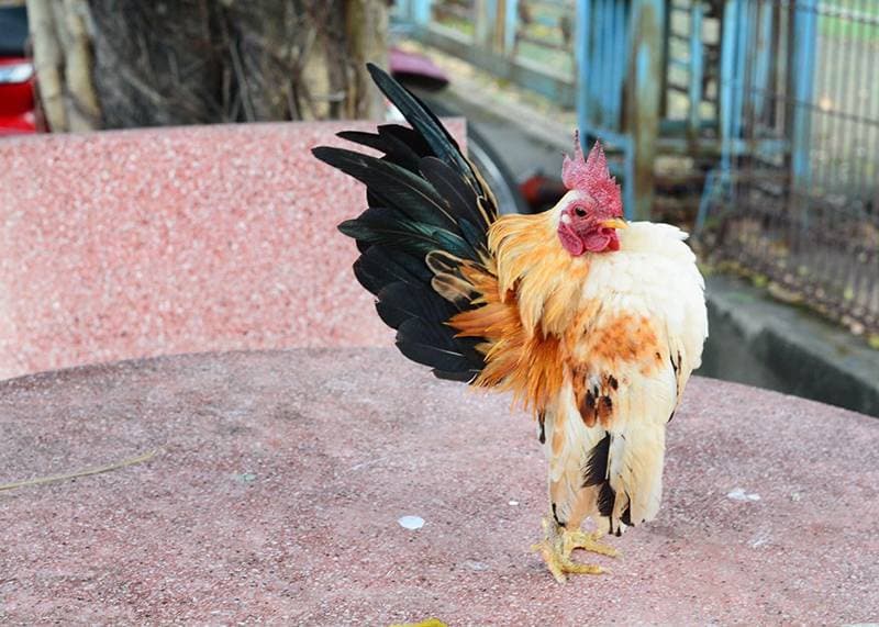 Đặc điểm nhận biết gà kiểng serama