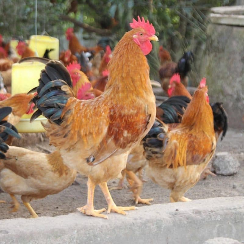 Tập tính của gà