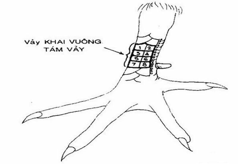 Vảy gà khai vuông xấu