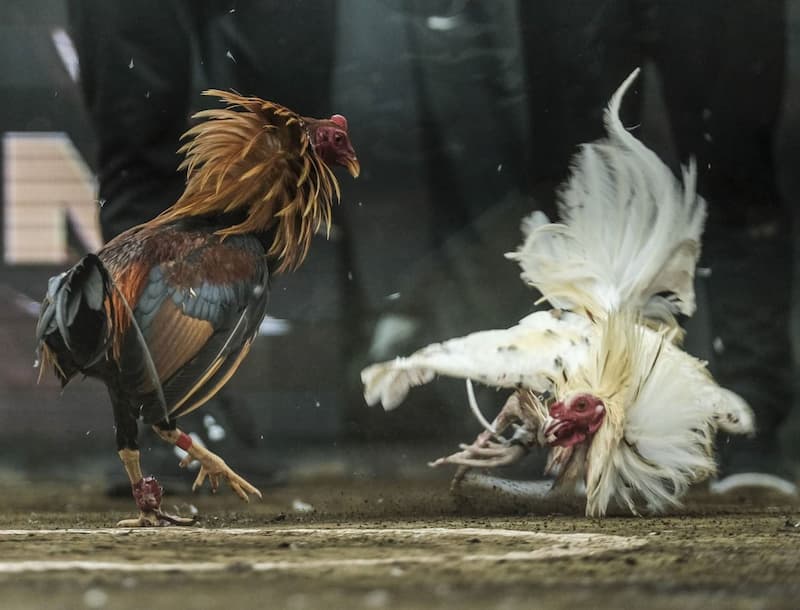 Ưu Điểm Của Trò Cá Cược Đá Gà