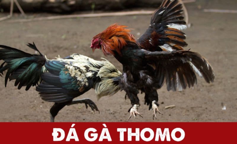 Cách tham gia đá gà đơn giản