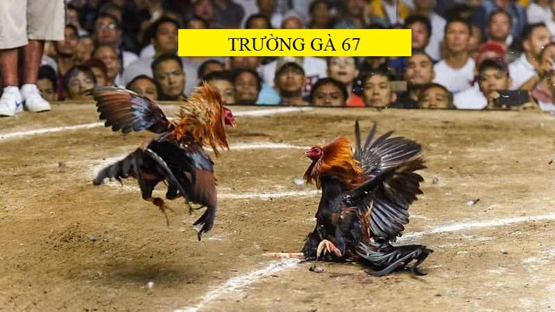 Vài nét về trường gà